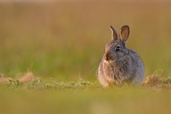 Wildkaninchen Oryctolagus cuniculus